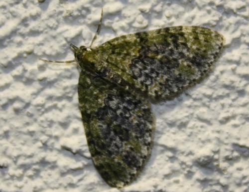 Réf. 205 608 : Acasis viretata